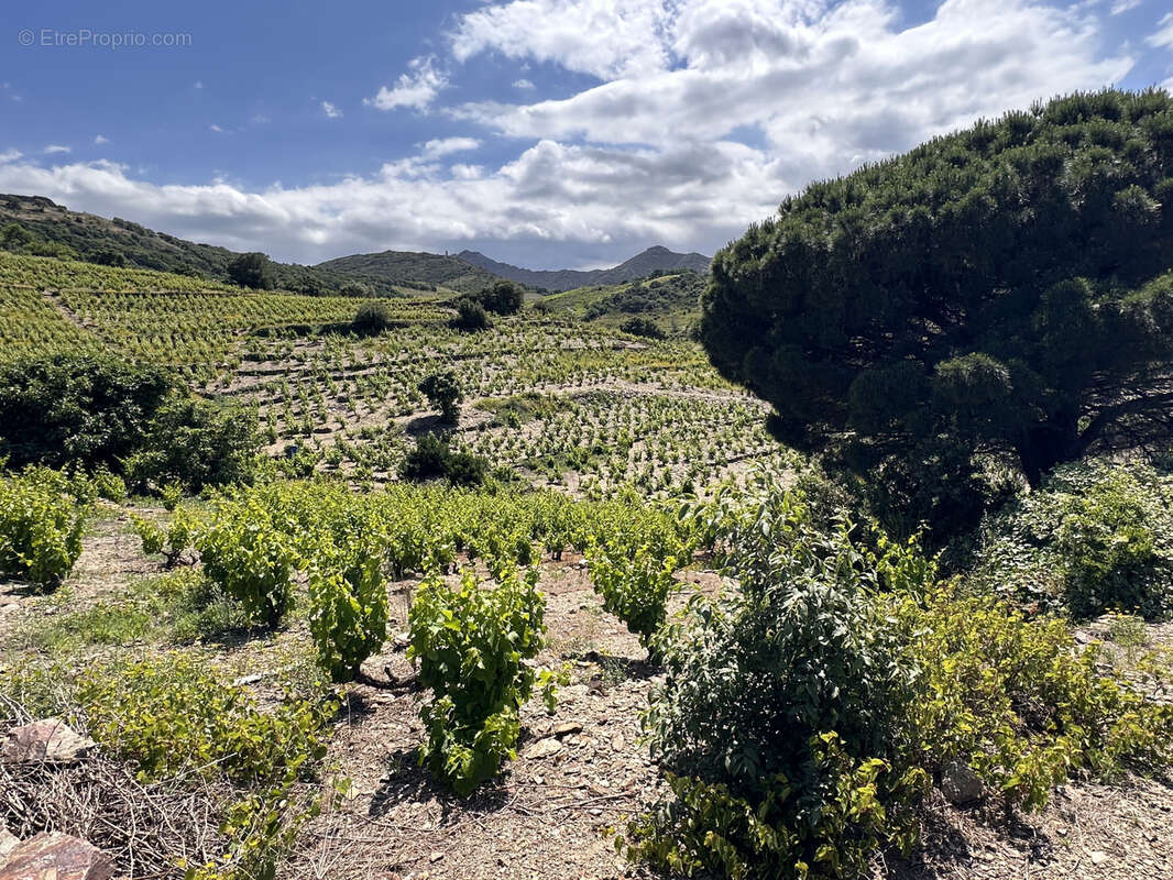 Terrain à COLLIOURE