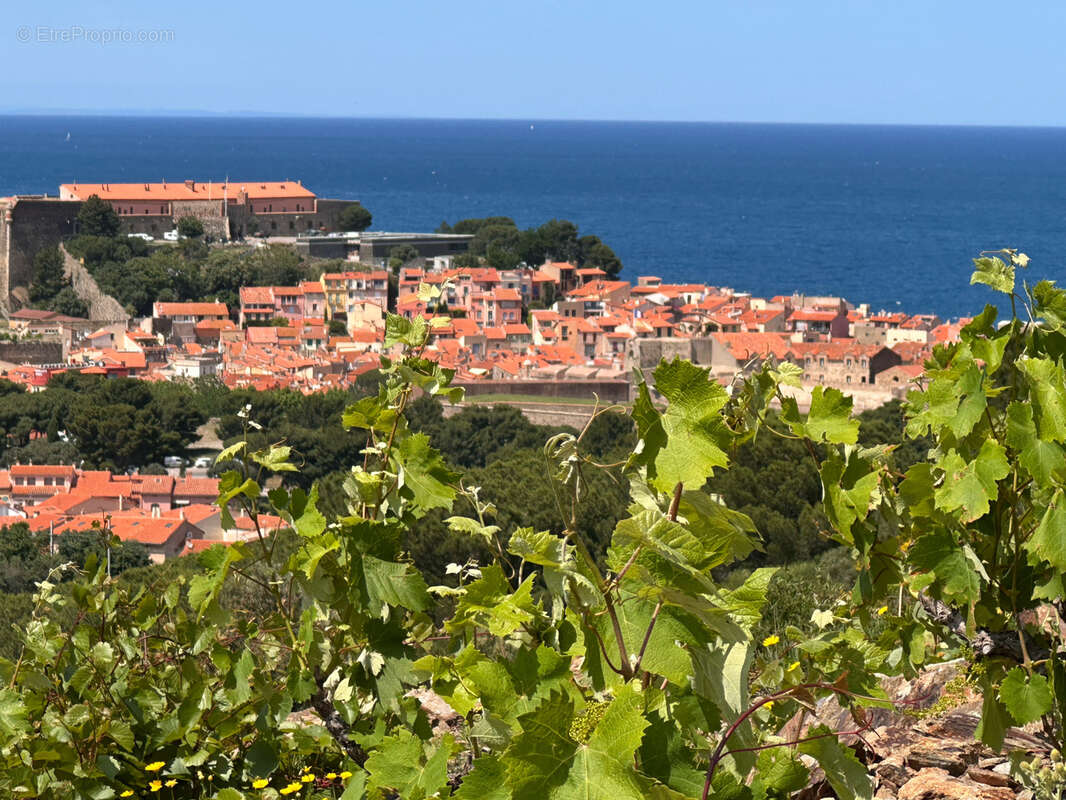 Terrain à COLLIOURE