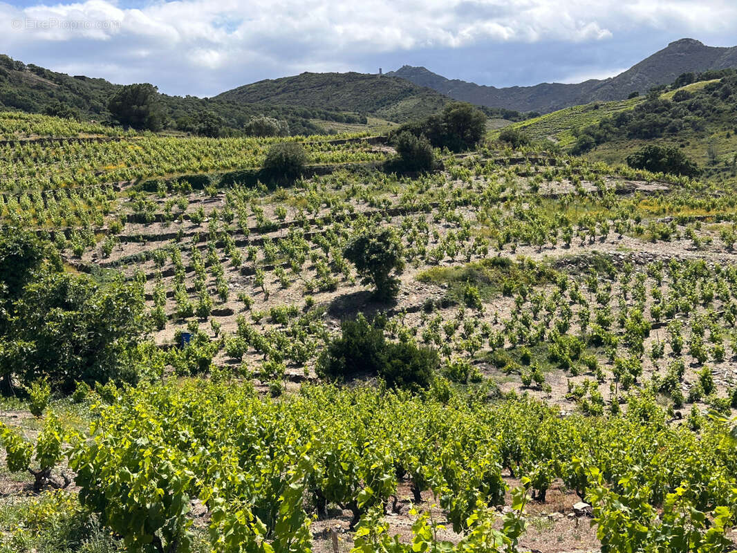 Terrain à COLLIOURE