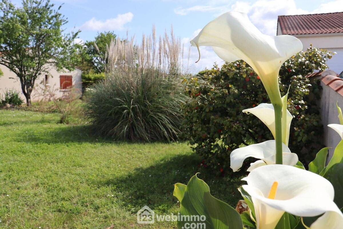 Beau terrain constructible déjà arboré. - Terrain à SAINT-VINCENT-SUR-JARD