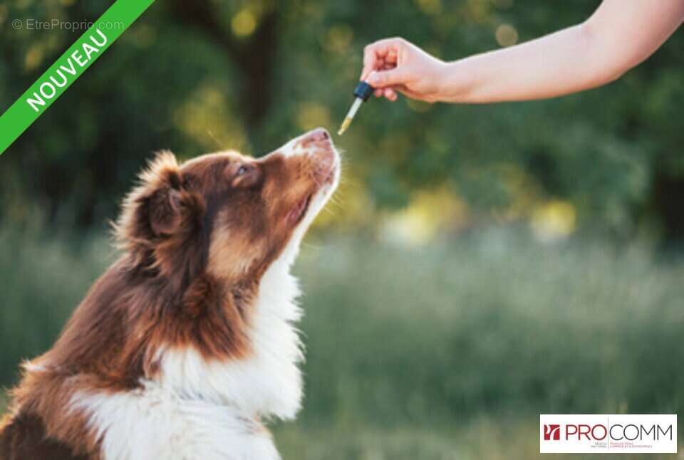 Commerce à SAINT-PIERRE