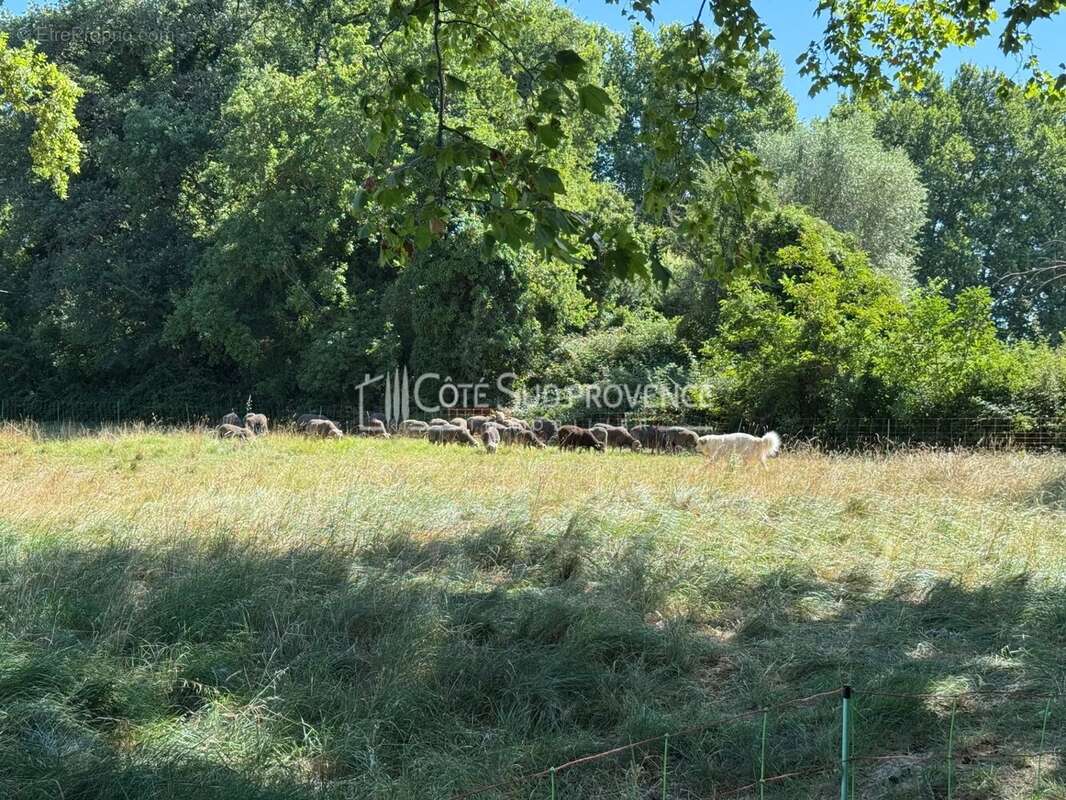 Maison à PERNES-LES-FONTAINES