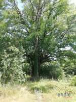 Maison à MORNAY-SUR-ALLIER