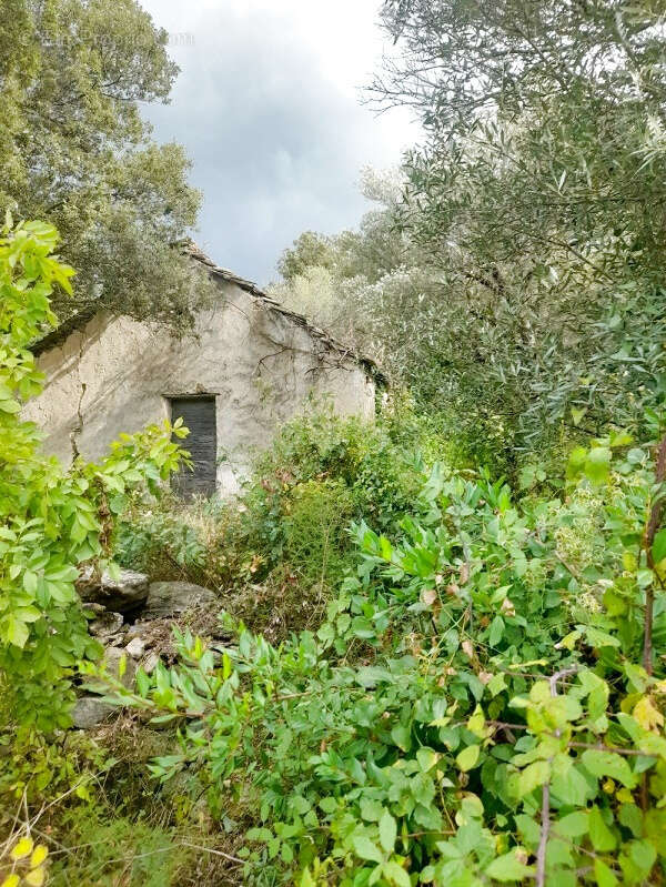 Terrain à BARBAGGIO