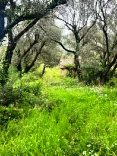 Terrain à BARBAGGIO