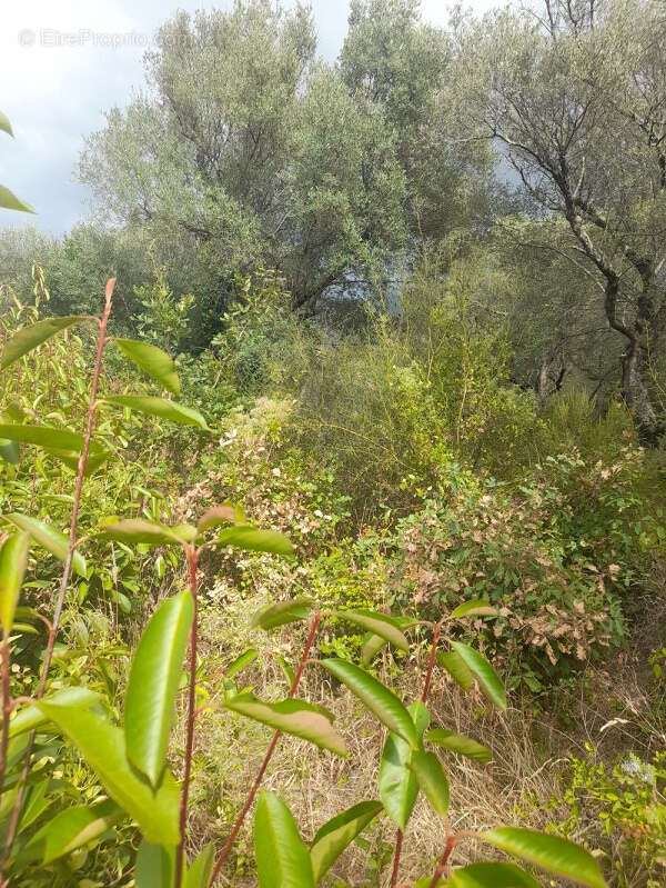 Terrain à BARBAGGIO