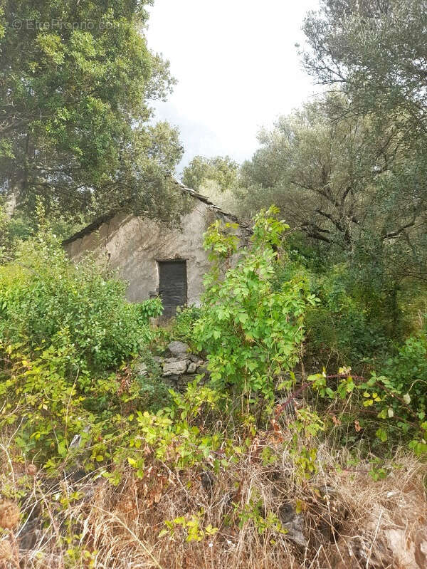 Terrain à BARBAGGIO