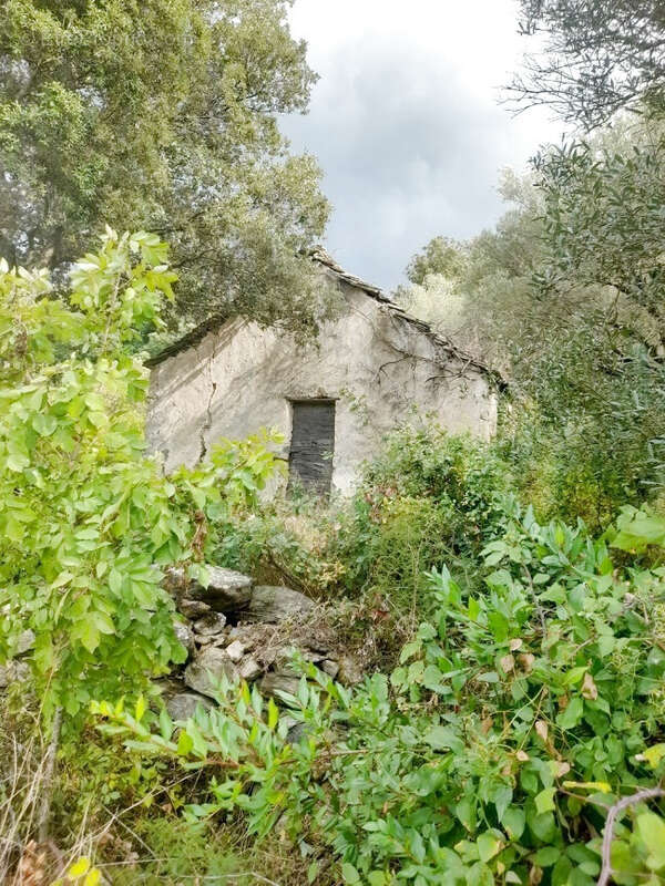 Terrain à BARBAGGIO