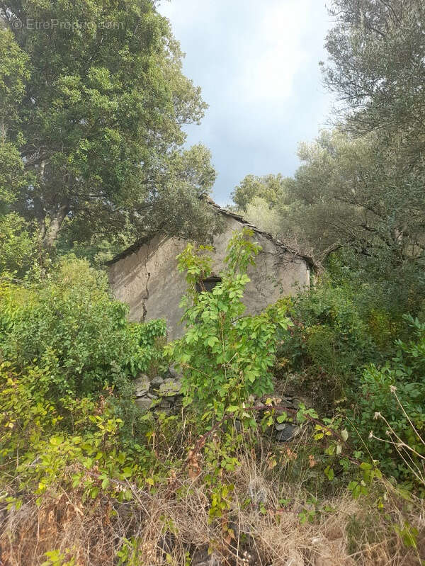 Terrain à BARBAGGIO
