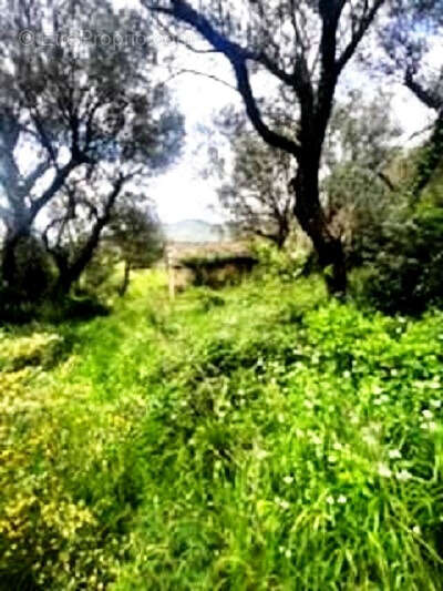 Terrain à BARBAGGIO