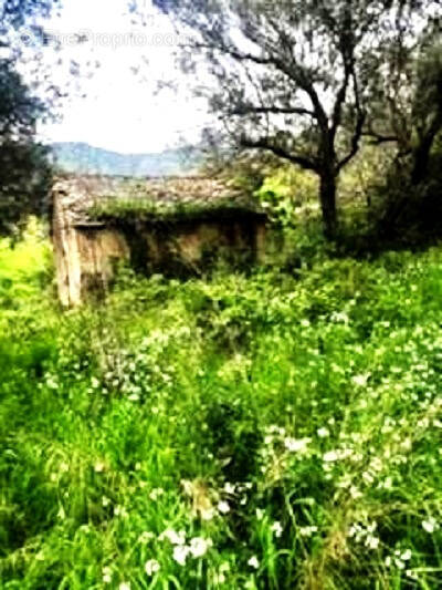 Terrain à BARBAGGIO