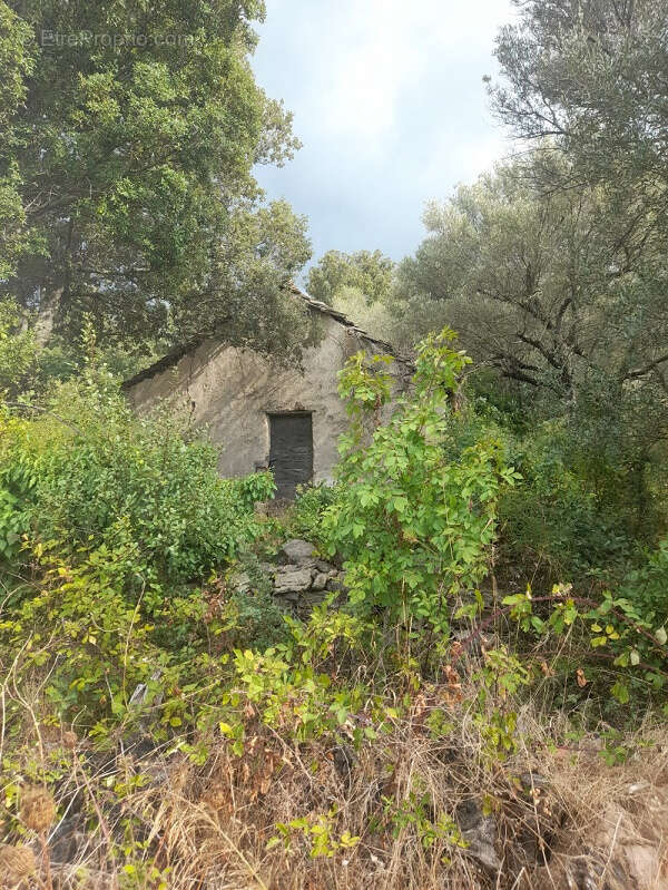 Terrain à BARBAGGIO