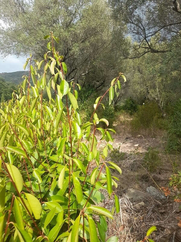 Terrain à BARBAGGIO