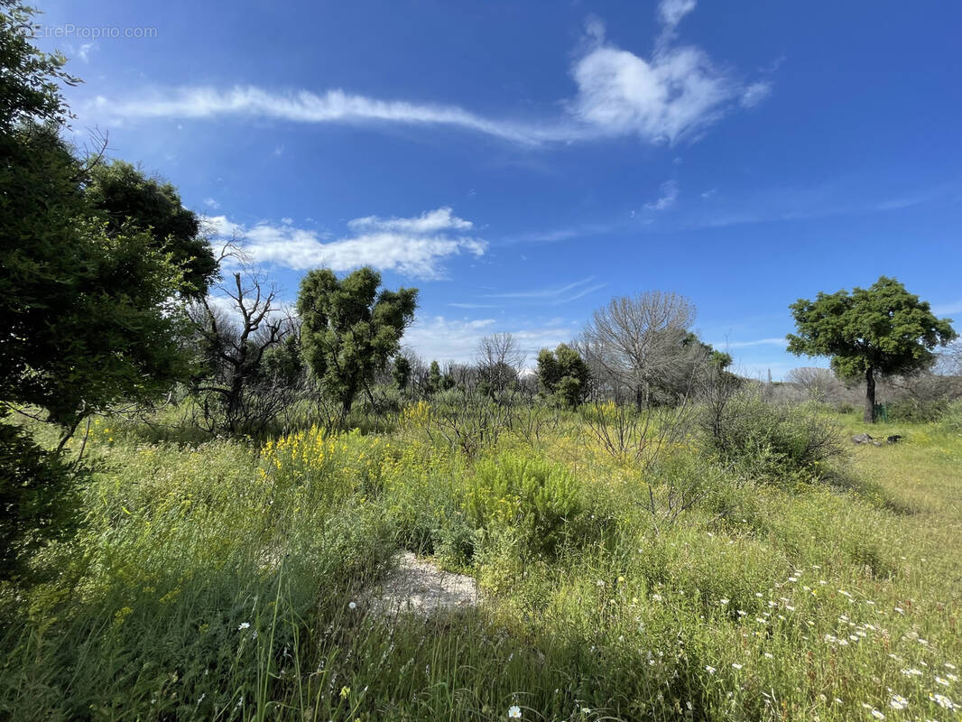 Terrain à ARGELES-SUR-MER