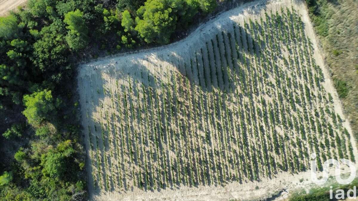 Photo 2 - Terrain à PAILHES