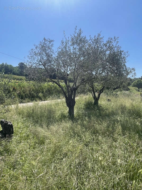 Maison à VAISON-LA-ROMAINE