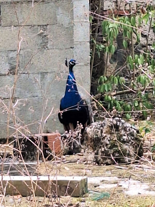 Maison à SAINTE-COLOMBE-EN-BRUILHOIS