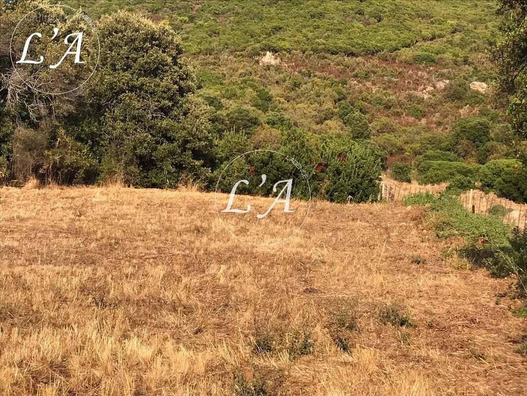 Terrain à BASTELICACCIA