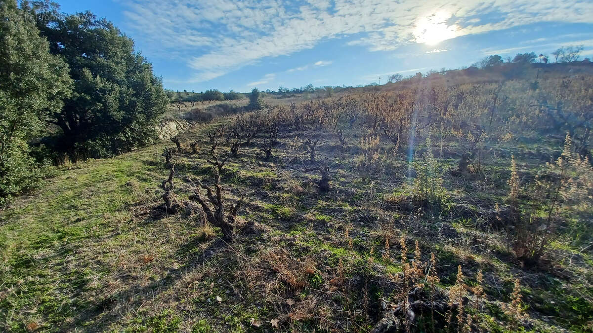 Terrain à VILLENEUVE-LES-CORBIERES