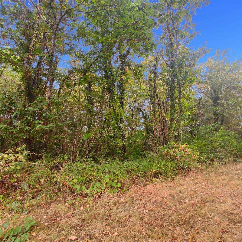 Terrain à SAINT-GERMAIN-DU-SALEMBRE