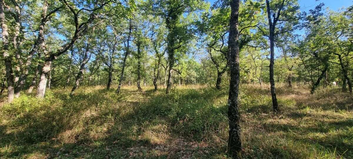 Terrain à SAINT-PAUL-DE-LOUBRESSAC