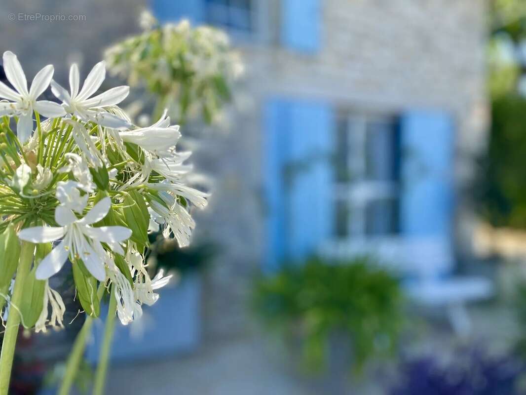 Maison à MONFLANQUIN