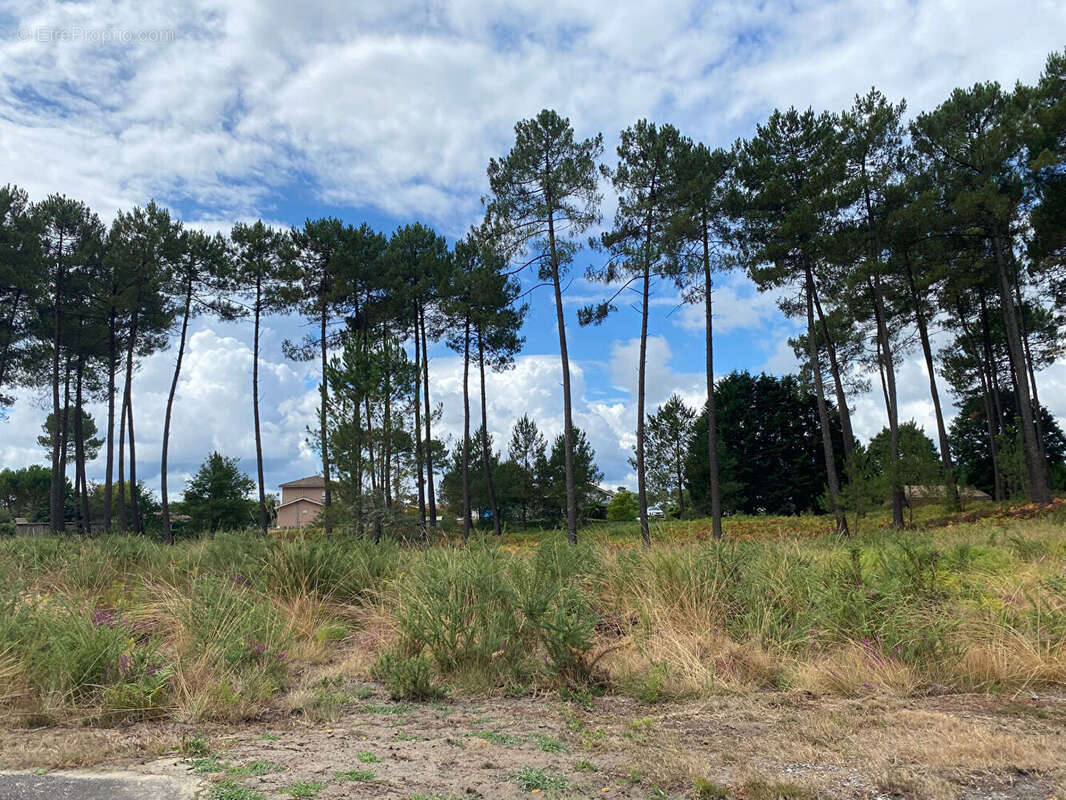 Terrain à RION-DES-LANDES