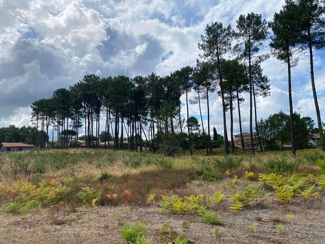 Terrain à RION-DES-LANDES
