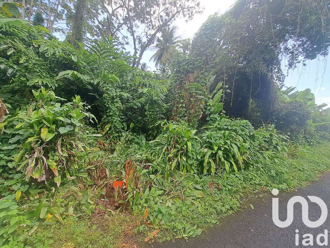 Photo 3 - Terrain à CAPESTERRE-BELLE-EAU