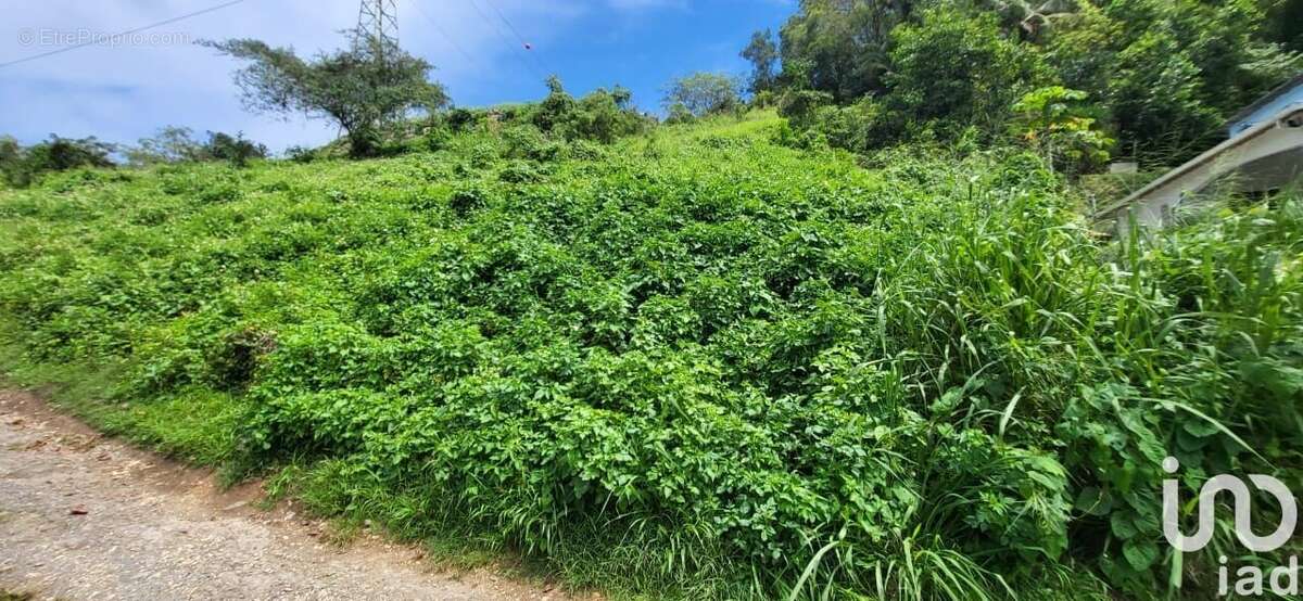 Photo 4 - Terrain à CAPESTERRE-BELLE-EAU