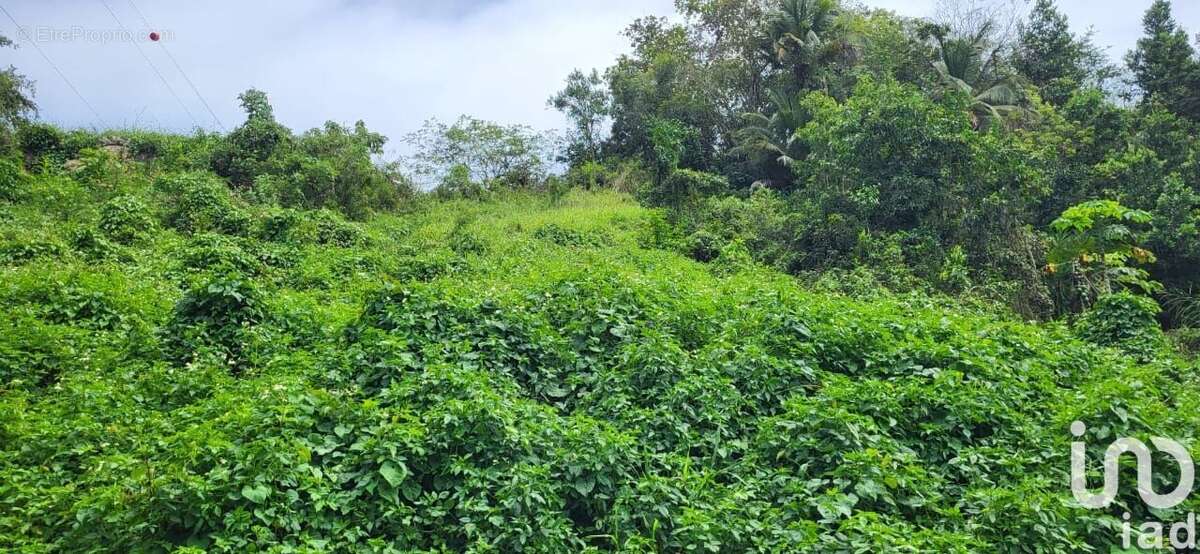 Photo 5 - Terrain à CAPESTERRE-BELLE-EAU