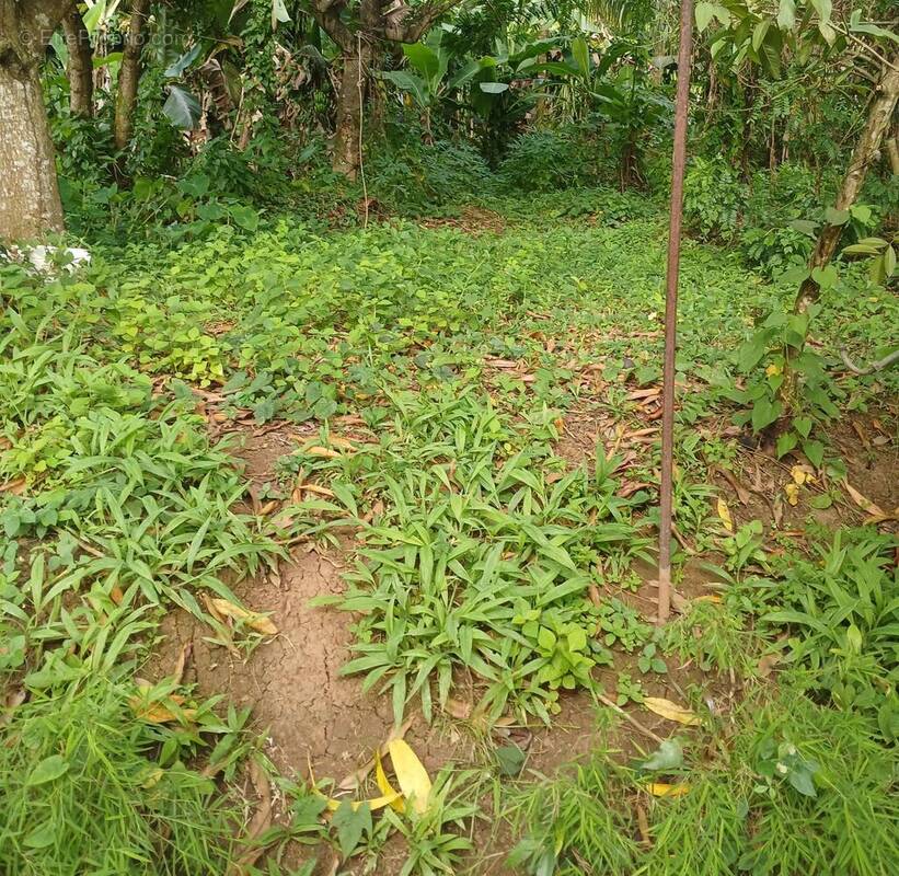 Photo 1 - Terrain à LE LAMENTIN