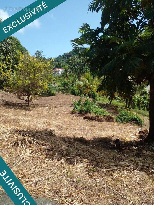 Photo 2 - Terrain à LE ROBERT