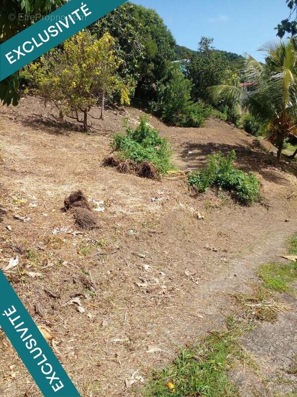 Photo 3 - Terrain à LE ROBERT