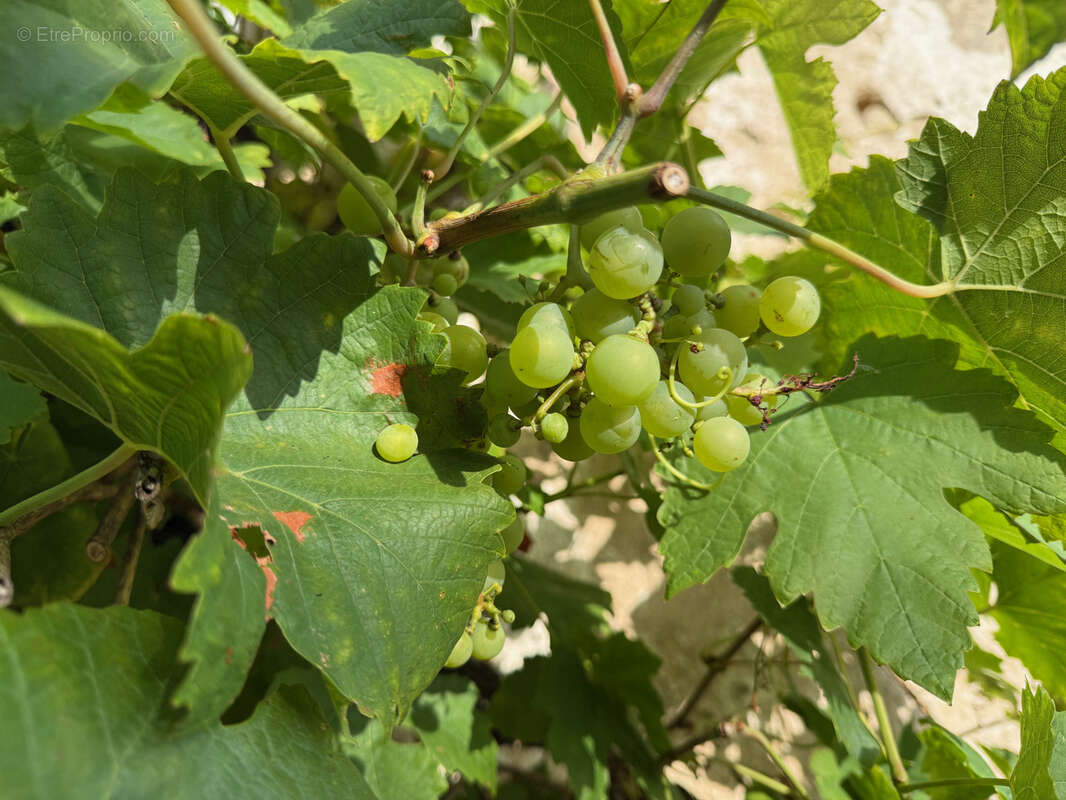 Maison à SAINT-HILAIRE