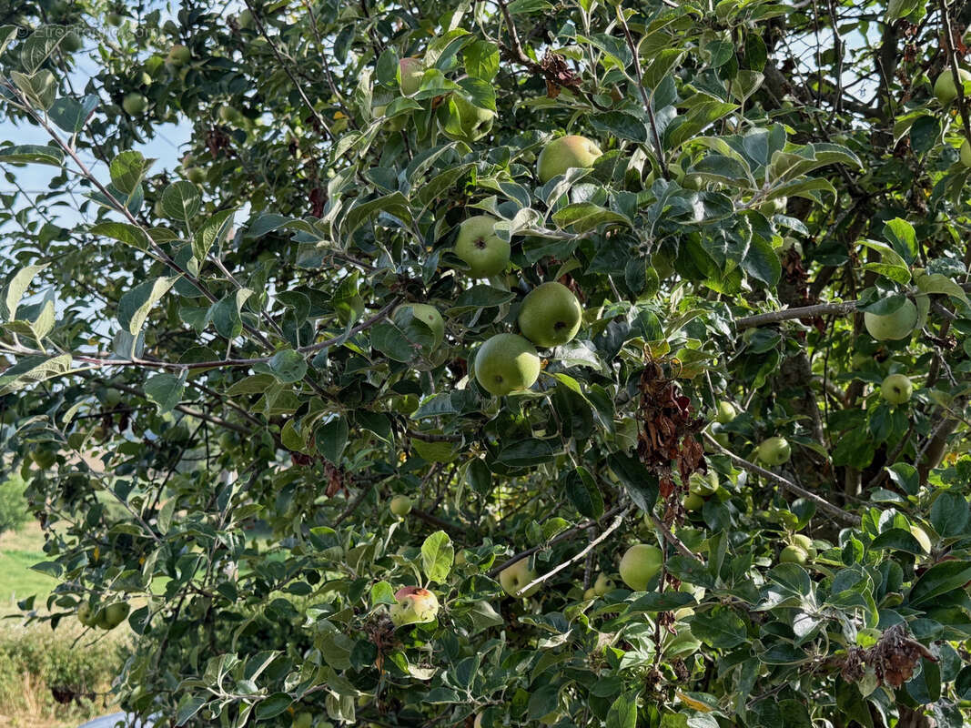 Maison à SAINT-HILAIRE