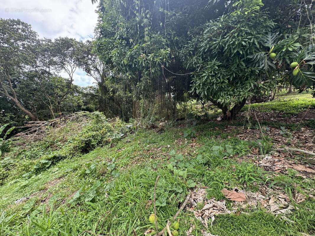 Terrain à SAINT-ESPRIT