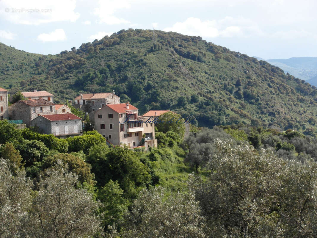 Vue sur la propriété au sein du hameau - Maison à SAINTE-LUCIE-DE-TALLANO