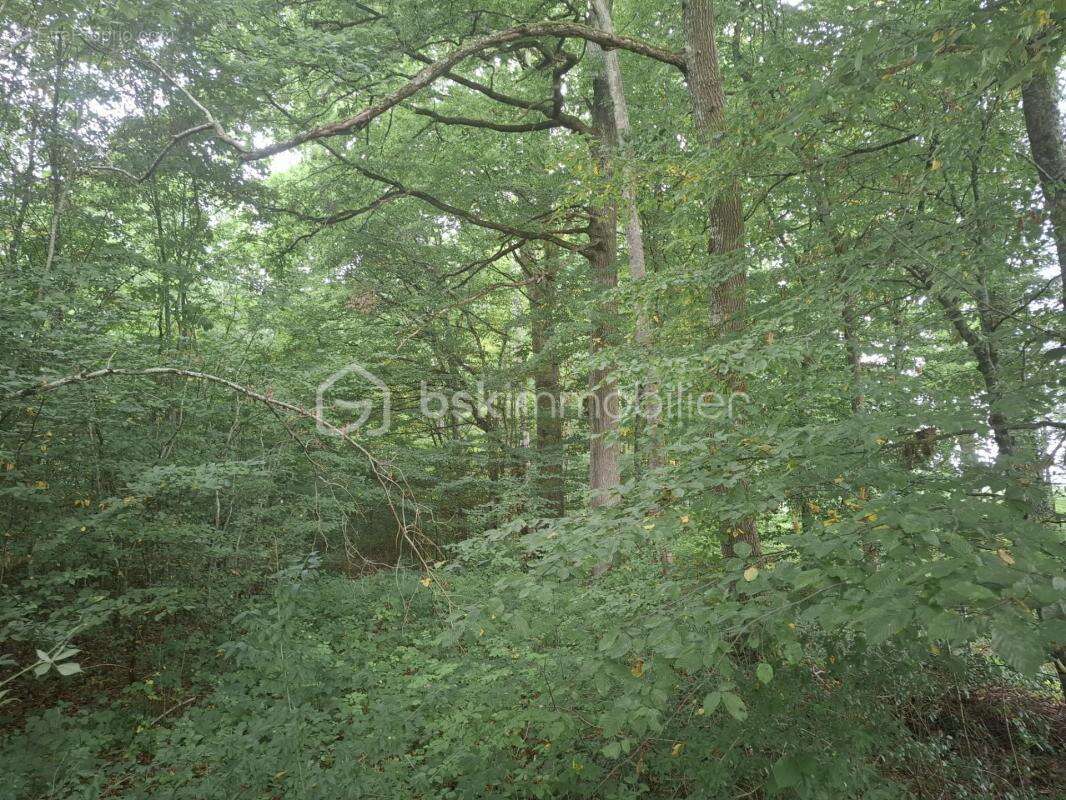 Terrain à MESNIL-SAINT-PERE