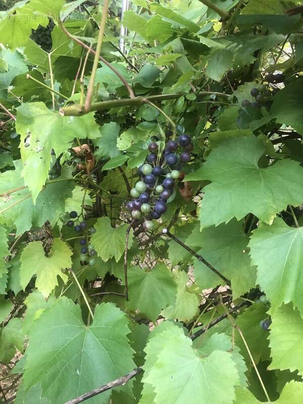Maison à PASSAVANT-LA-ROCHERE