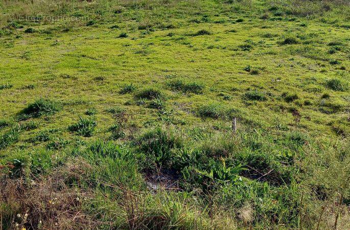 Terrain à PREFAILLES