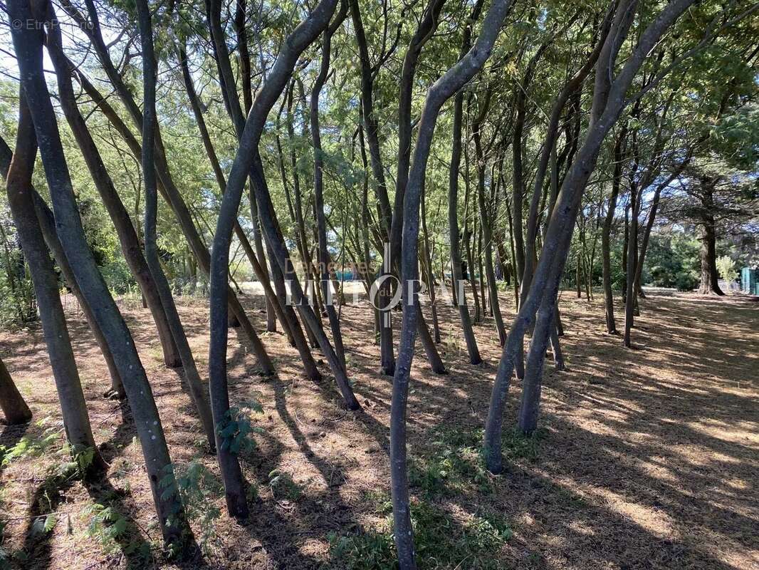 Maison à ILE-D&#039;ARZ