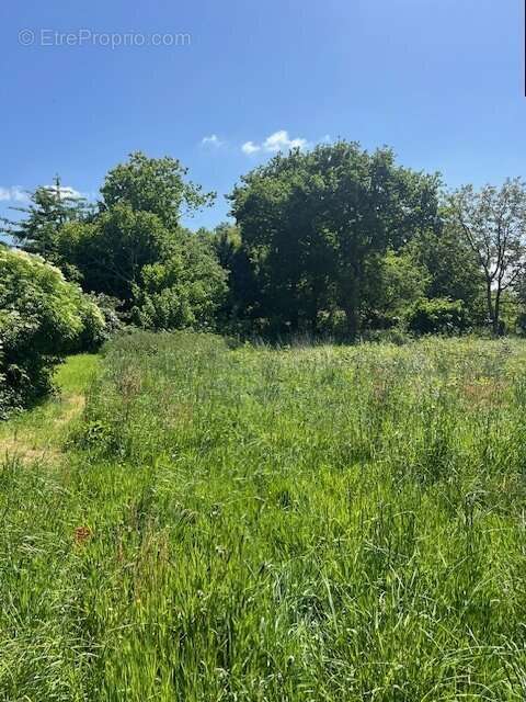 Terrain à BRUSVILY