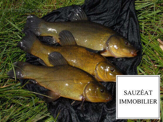 Terrain à MAGNAC-BOURG