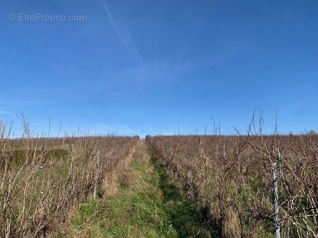 Terrain à GENSAC