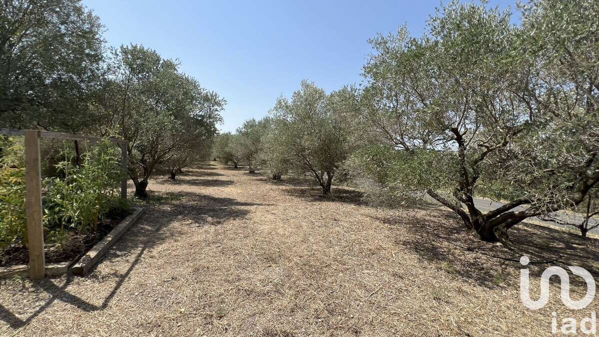 Photo 4 - Maison à BIZE-MINERVOIS