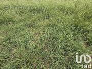 Photo 1 - Terrain à SANGUINET