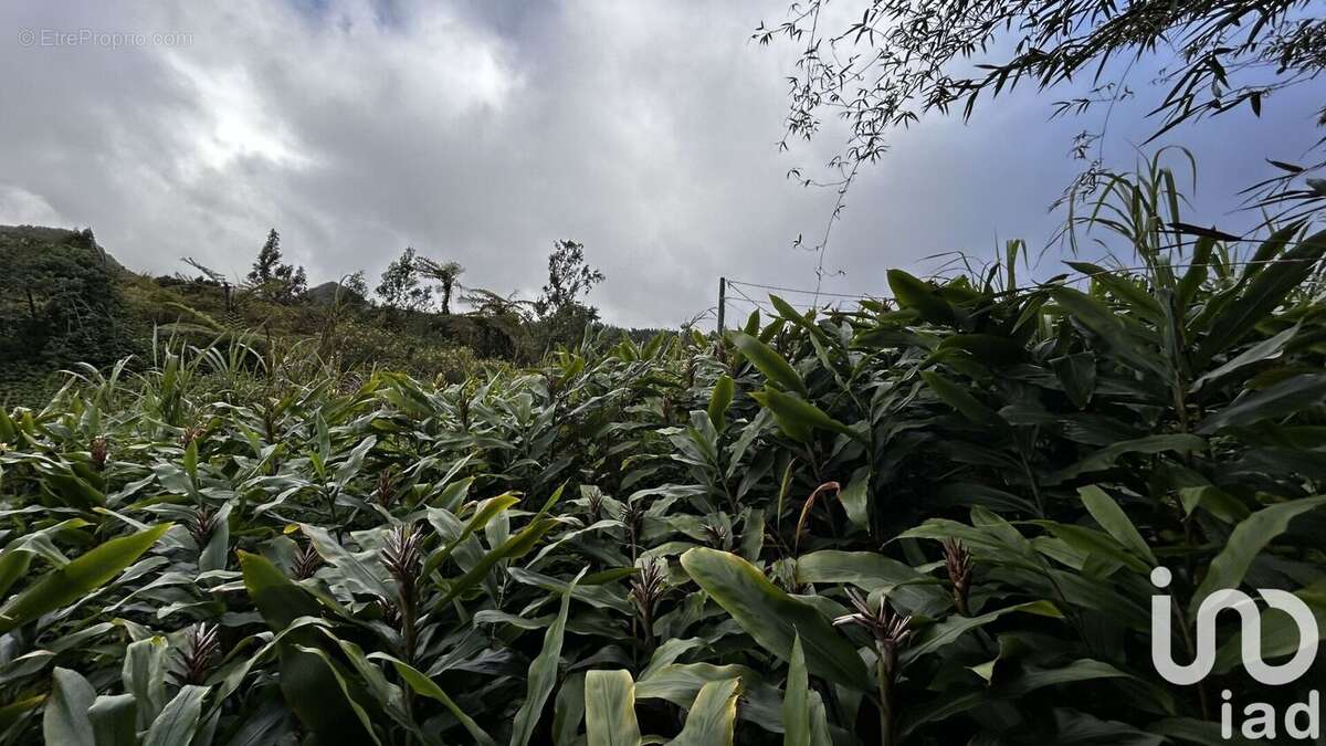 Photo 4 - Terrain à LA PLAINE-DES-PALMISTES