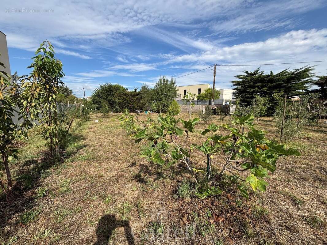 Terrain à MARSEILLAN