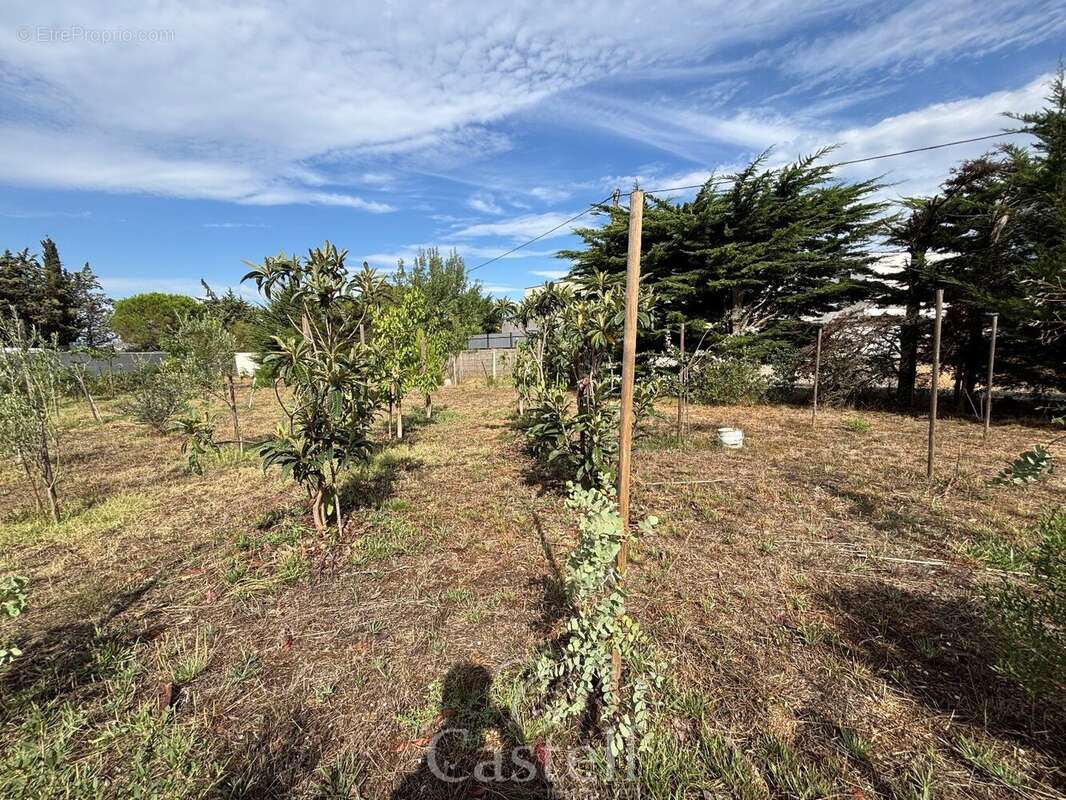 Terrain à MARSEILLAN